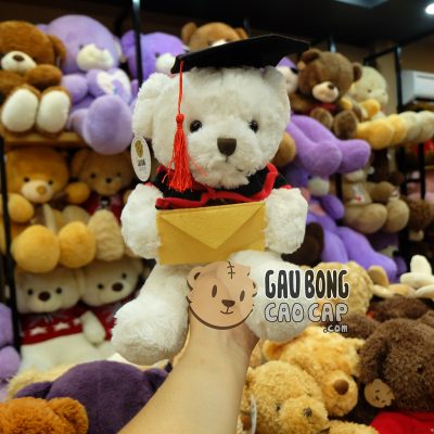 Gấu Teddy Tốt Nghiệp - Lông Tơ Mịn