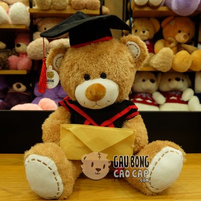 Gấu Teddy Tốt Nghiệp - Lông Sợi