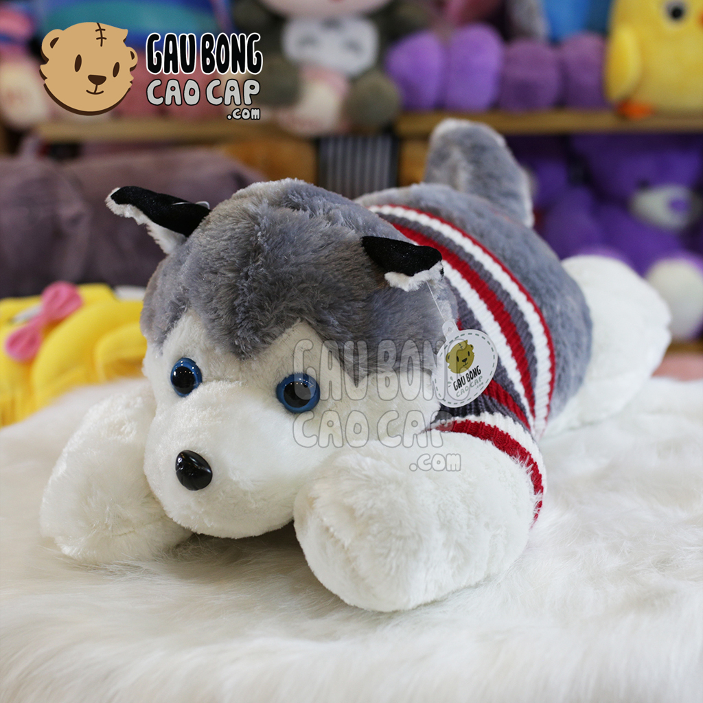 Chó Bông Husky mặc áo len