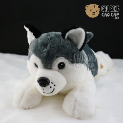 Chó Bông Husky - Lông tơ mịn - Không áo