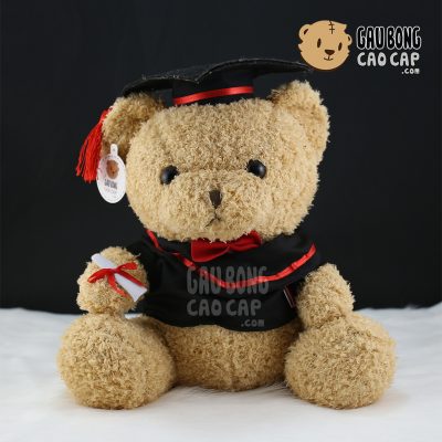 Gấu Teddy tốt nghiệp - Lông Xù