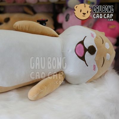 Chó Bông Shiba