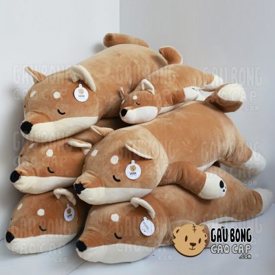 Chó Bông Shiba nằm