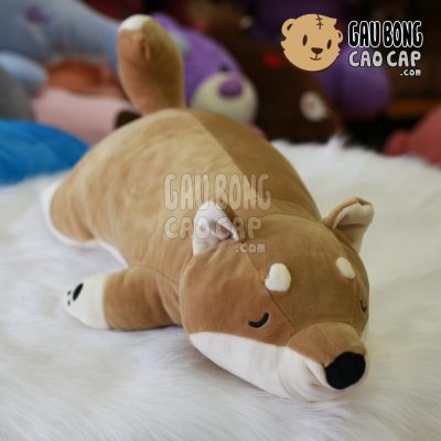 Chó Bông Shiba nằm