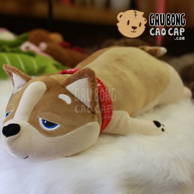 Chó Bông SHIBA nằm choàng khăn