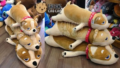 Chó Bông SHIBA nằm choàng khăn