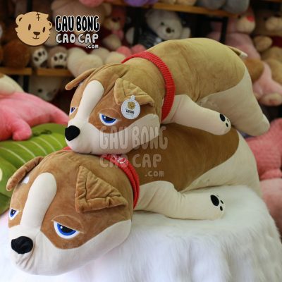 Chó Bông SHIBA nằm choàng khăn