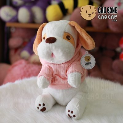 Chó Bông tai dài ngồi mặc áo Hoodie