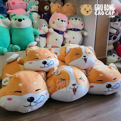 Chó Bông Shiba mặt Kute