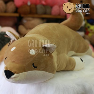 Chó Bông Shiba nằm