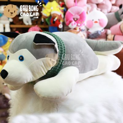 Chó Bông Husky choàng khăn lông mịn