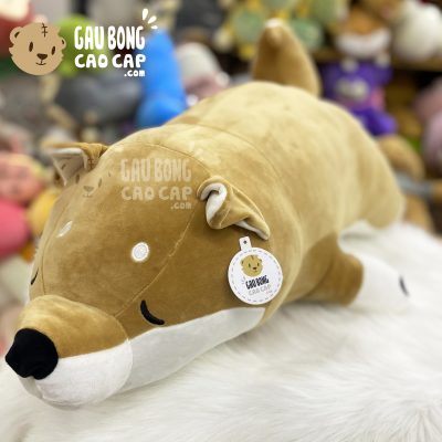Chó Bông Shiba nằm
