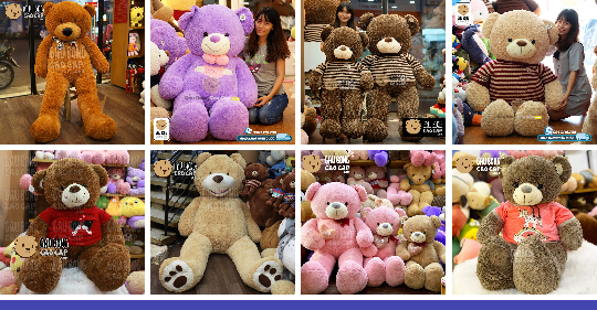 GẤU BÔNG TEDDY