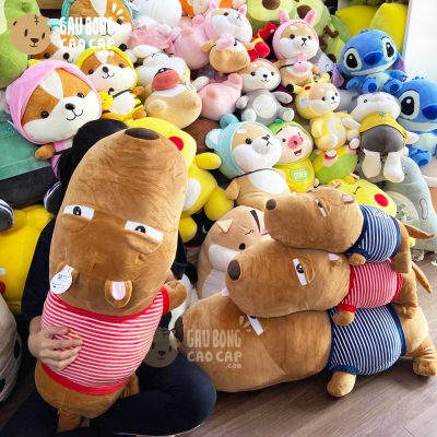 Chó Bông Puco lông mịn