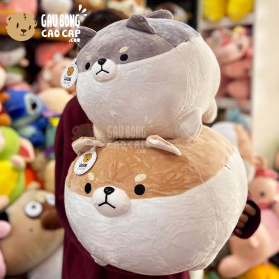 Chó Bông SHIBA tròn mập ú lông mịn