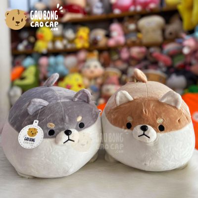 Chó Bông SHIBA tròn mập ú lông mịn