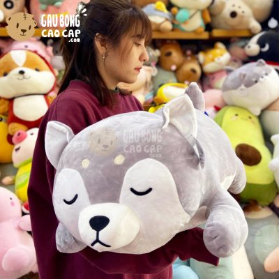 Chó Bông SHIBA nằm ngủ lông mịn