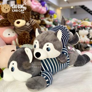 Chó Bông Husky lông mịn nằm mặc áo sọc