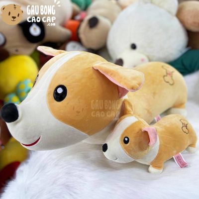 Chó Bông vàng nằm mông xương