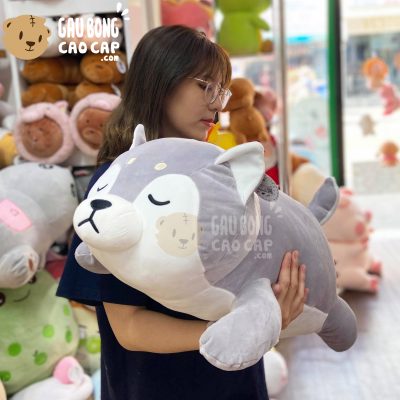 Chó Bông SHIBA nằm ngủ lông mịn