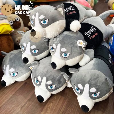 Chó Bông Husky lông mịn nằm mặt Ngáo