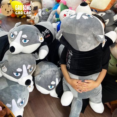 Chó Bông Husky lông mịn nằm mặt Ngáo