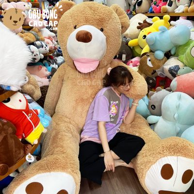 Gấu Teddy Costco