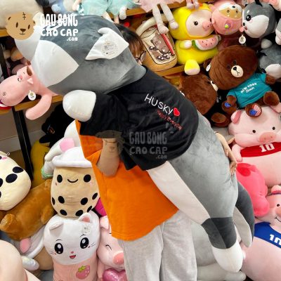 Chó Bông Husky lông mịn nằm mặt Ngáo