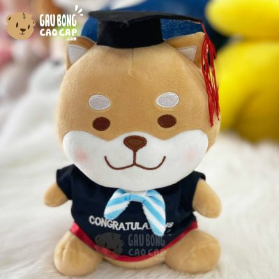 Chó Bông Shiba đeo nơ Tốt Nghiệp