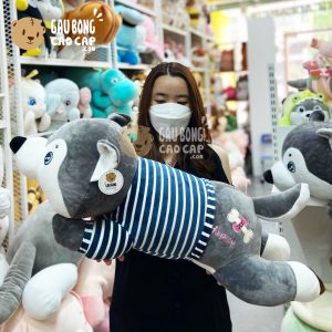 Chó Bông Husky lông mịn nằm mặc áo sọc