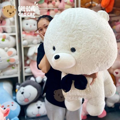 Chó Bông Pomeranian - Chó Bông Phốc sóc