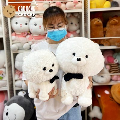 Chó Bông Pomeranian - Chó Bông Phốc sóc