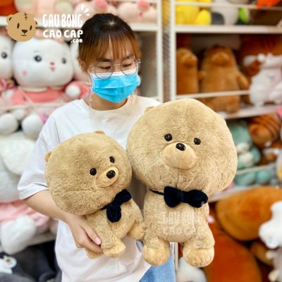 Chó Bông Pomeranian - Chó Bông Phốc sóc