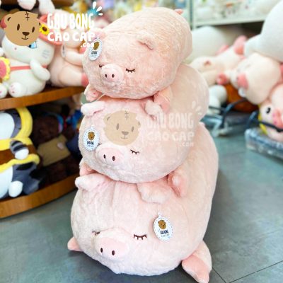 Heo Bông Hồng nằm lông Smooth
