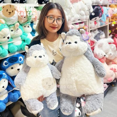 Chó Bông Huksy Béo Phì lông Smooth