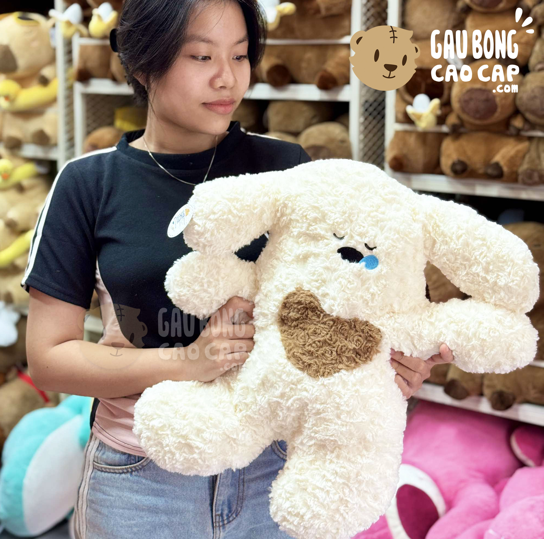 Chó Bông Poodle lông xoắn Smooth