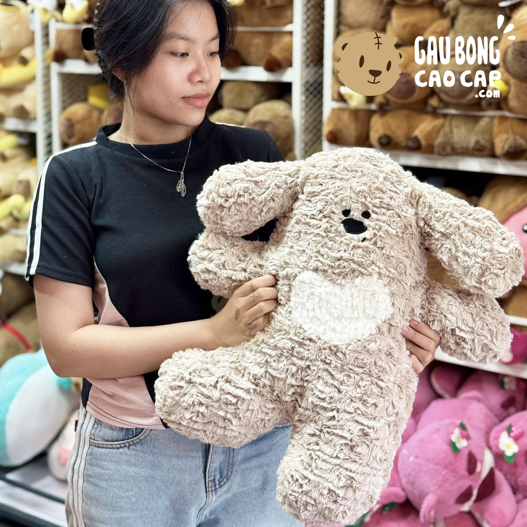 Chó Bông Poodle lông xoắn Smooth - 55cm