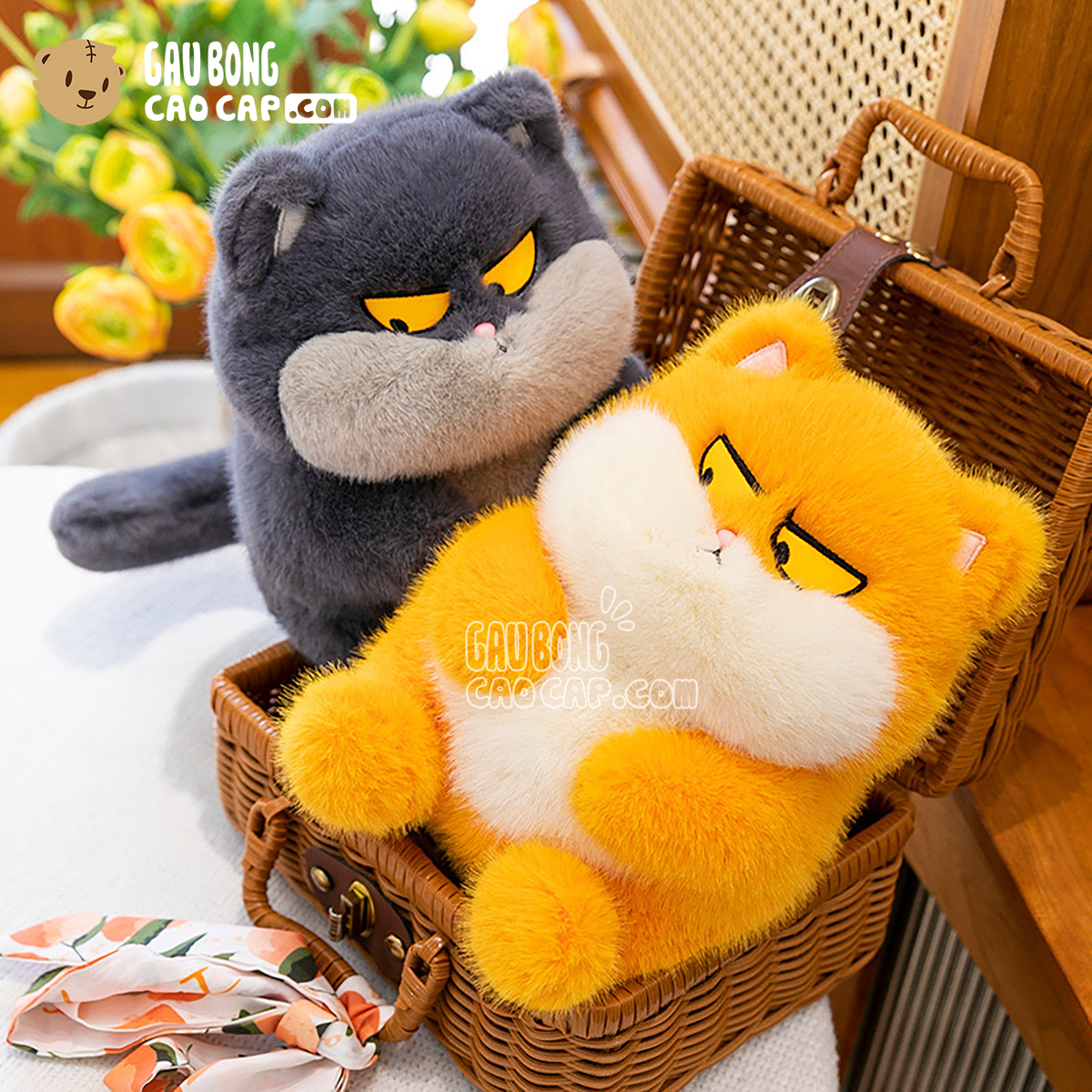 Mèo Bông Ú Baby mặt Quạo