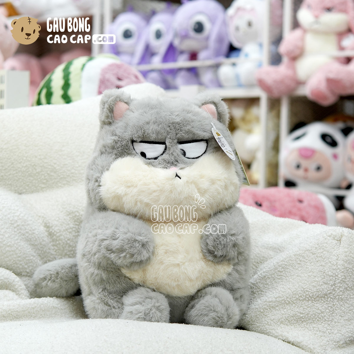 Mèo Bông Ú Baby mặt Quạo