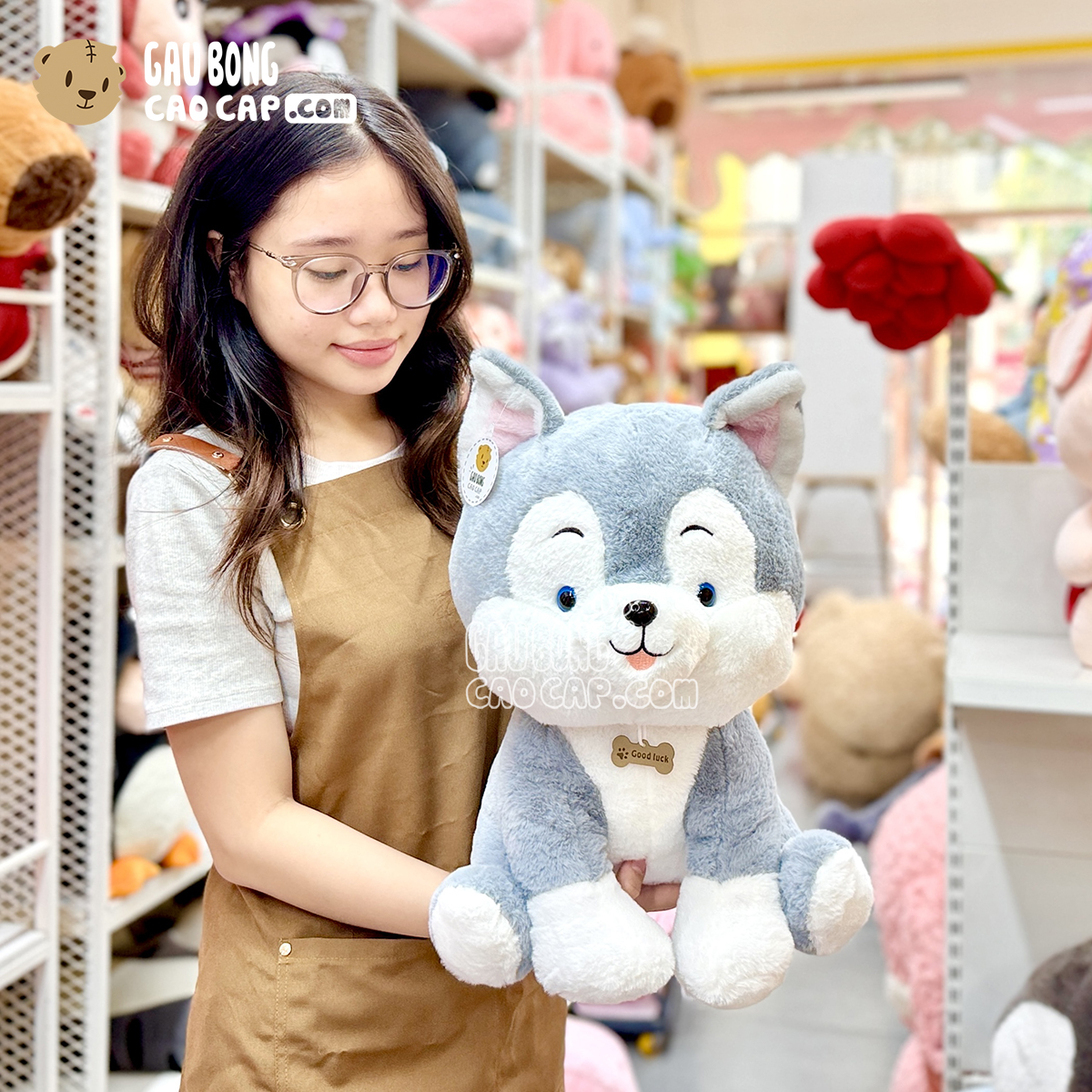 Chó Bông Husky Ngồi Good Luck 