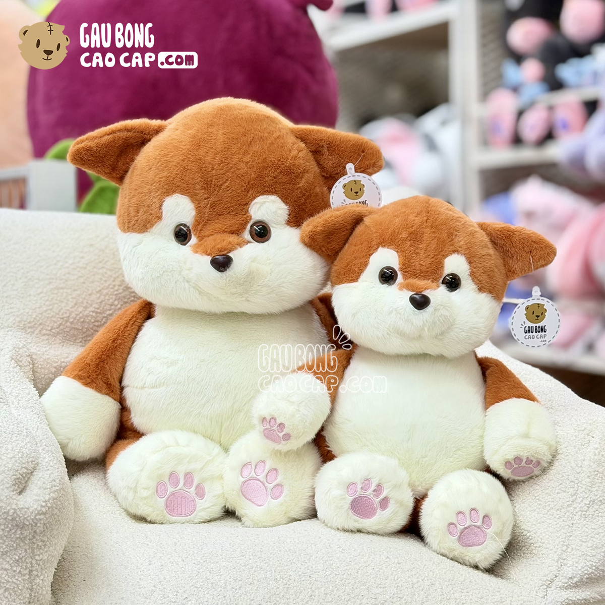 Chó Bông Shiba baby lông mịn