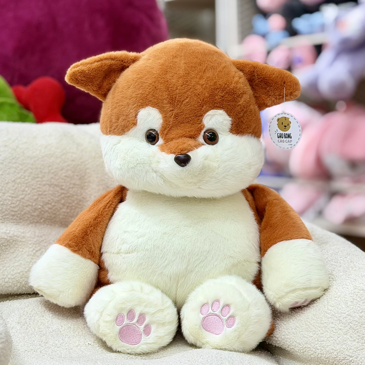 Chó Bông Shiba baby lông mịn