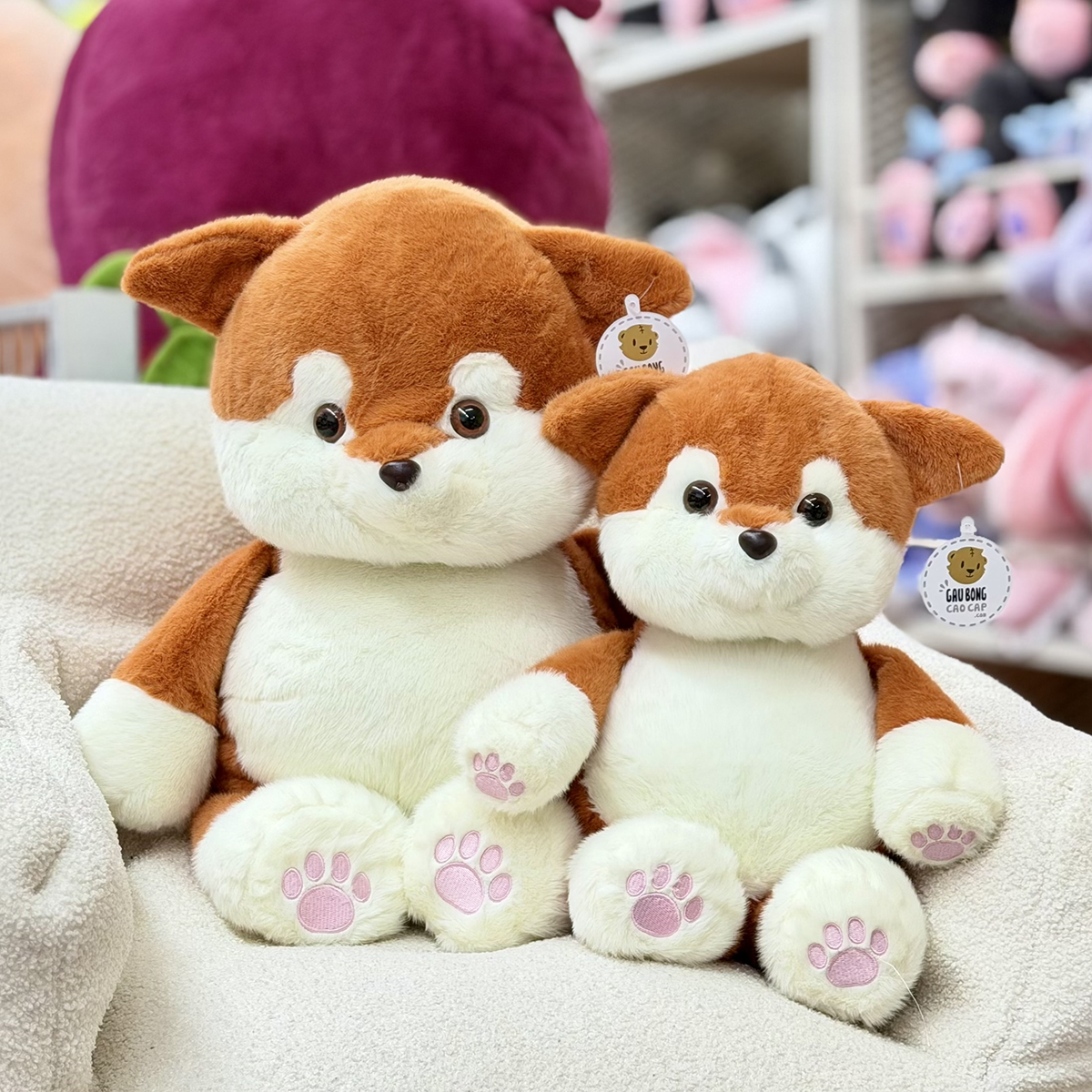 Chó Bông Shiba baby lông mịn